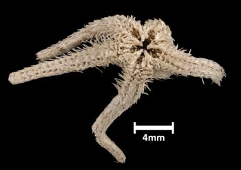 Media type: image;   Invertebrate Zoology OPH-2131 Aspect: ventral